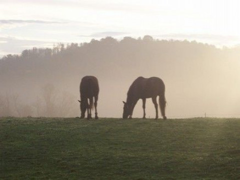 Visit Chestnut Hollow Farm