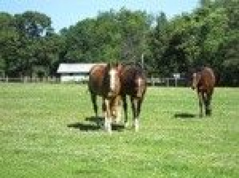 Visit Little Timber Ranch, LLC