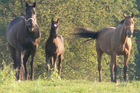 Visit Flying Change Performance Horses & Ponies