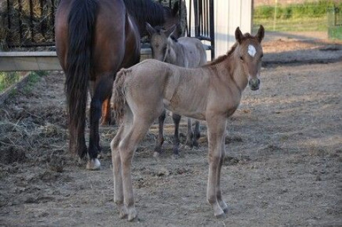 Visit Circle C Ranch