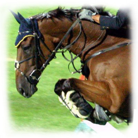 Visit Foxtail Farm & Riding Academy