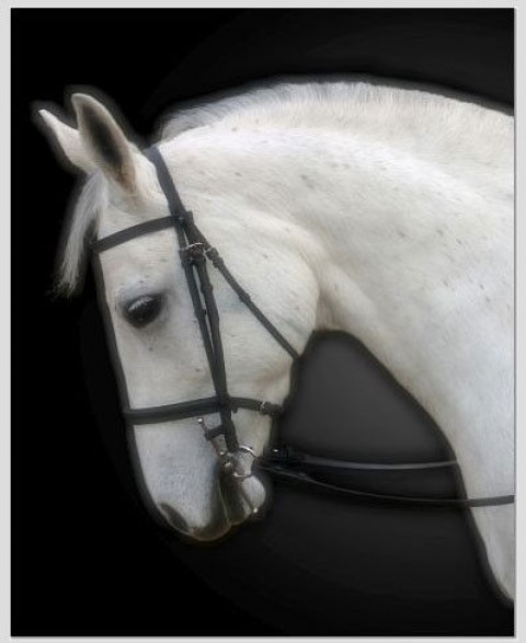 Visit Eleventh Hour Farm & Equestrian Center