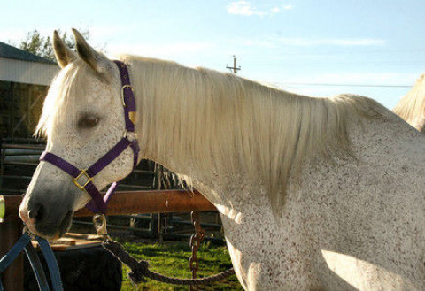 Visit The Whole Horse