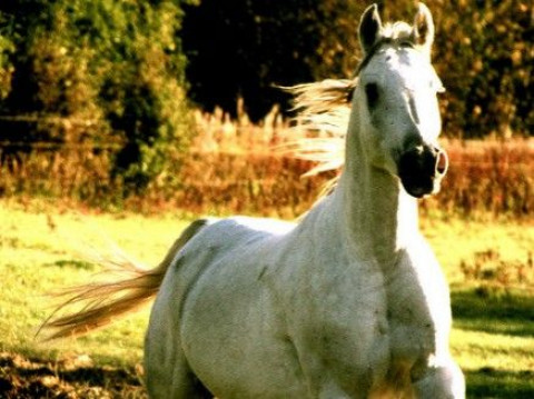 Visit Cypress Equestrian (Catherine Snapp)