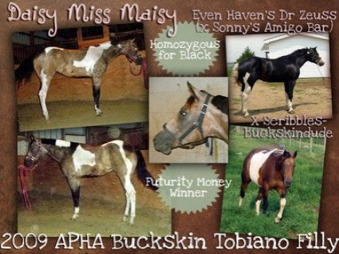 Visit Even Haven Horses