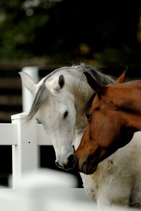 Visit Maple Ridge Farm