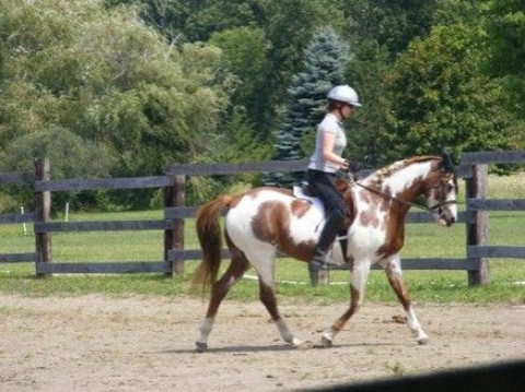Visit Adagio Dressage