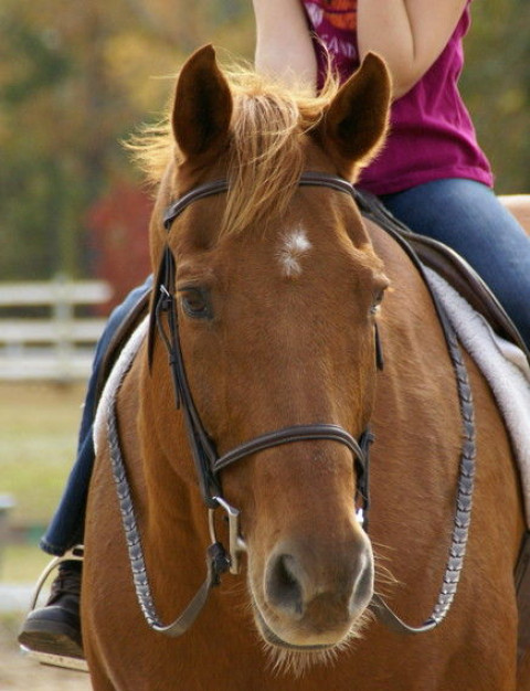 Visit Wonderland Farm