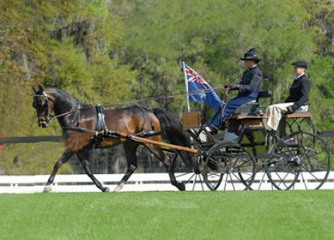 Visit Sara Schmitt Dressage & Driving