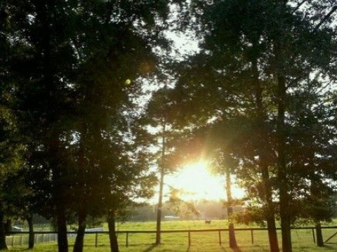 Visit CRACK O' DAWN RANCH BOARDING, TIFTON 44 HAY, BEDDING