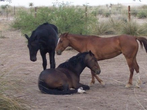 Visit Big Hat Horse Training