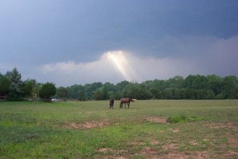 Visit Long Meadow Farm