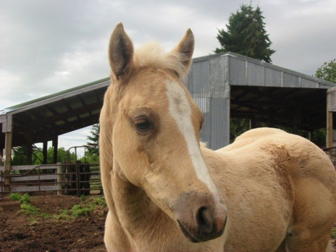 Visit Country Corral