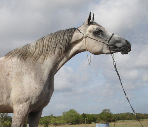Visit Royal Legend Arabians & Horse Center