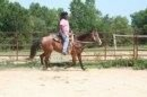 Visit MWM Riding Camp for Disadvantaged and Special Needs Children 336 295-3107