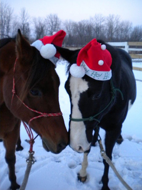 Visit Natural Beginnings Riding Lessons-Something for All Ages!