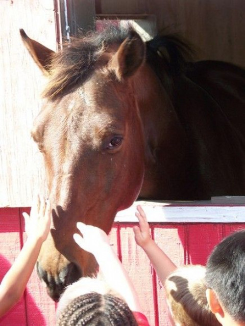 Visit Happy Hooves Pony Club