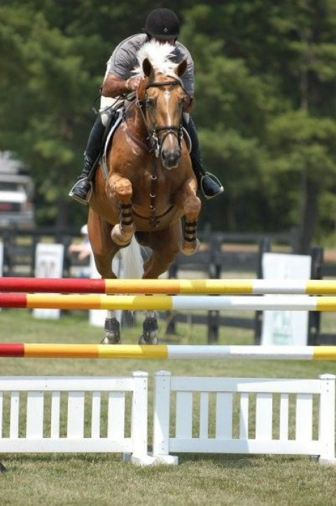 Visit Palermo Show Stable