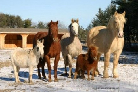 Visit Windy Rock Acres