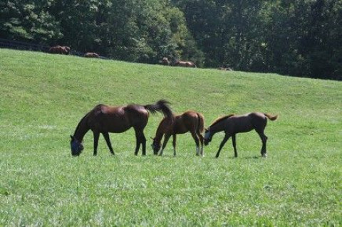 Visit Oak Knoll Meadows Farm