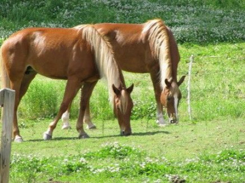 Visit Sierra Springs Equestrian Center - Training & Lessons