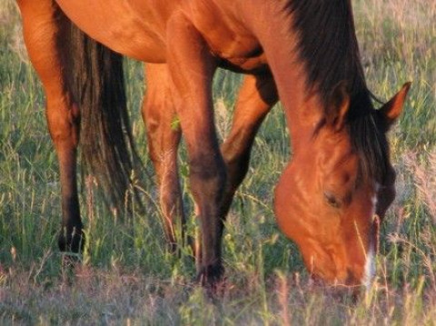 Visit Amado Equine Hacienda