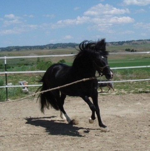 Horse Breeding Sales Barns In Arizona