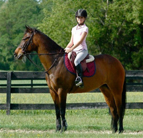 Visit Swift Creek School of Equitation