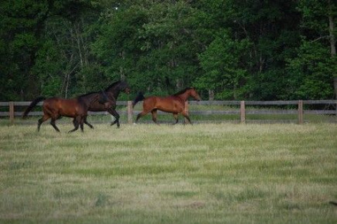 Visit Eleven Oaks Horse Farm