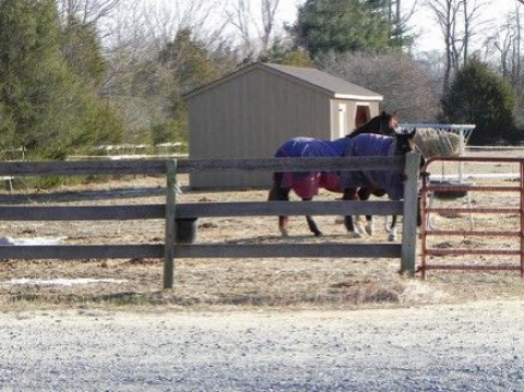 Visit Misty Meadows farm
