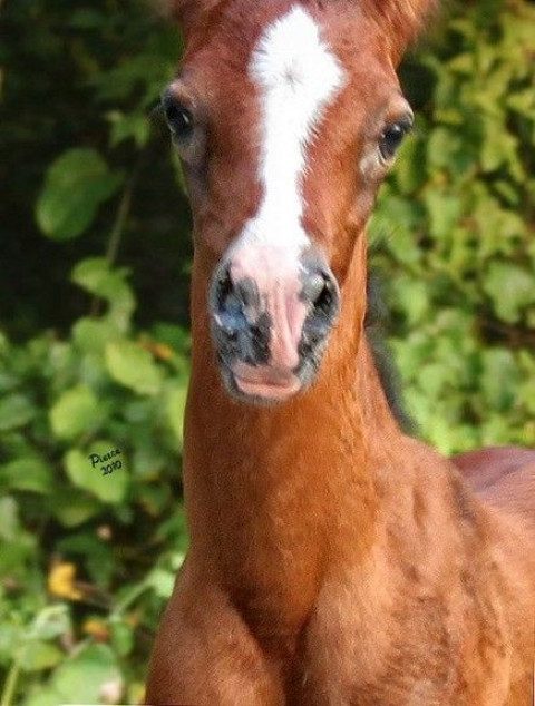 Visit SE Legacy Bloodstock Farm