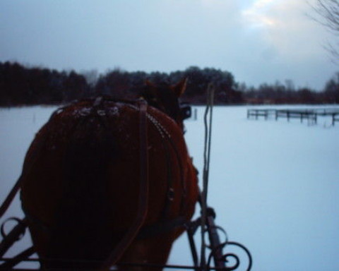 Visit Tanya Wretzky, Willow Tree Equestrian Center