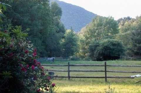 Visit Summer Day Camp at Shady Farm