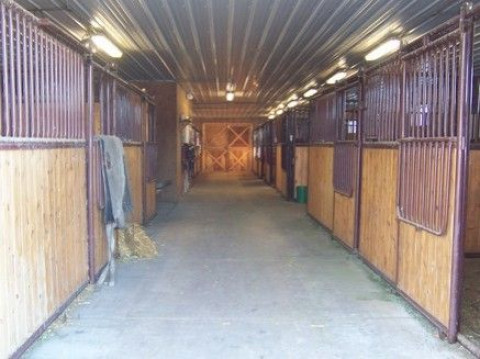 Visit Lausten Quarterhorses