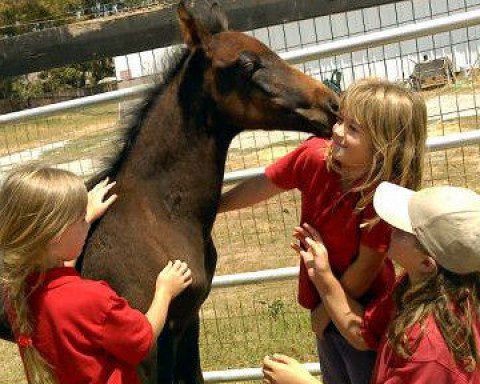 Visit Johnny 6 Stables Horse Camp