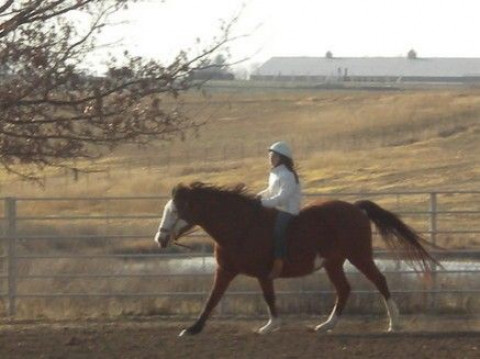 Visit Tara Passmore - Passmore Equine