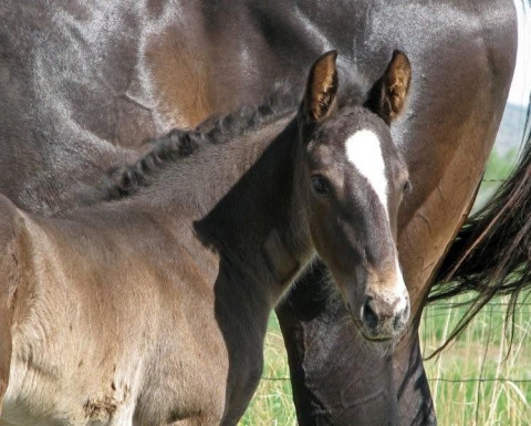 Visit RoanOake Farm