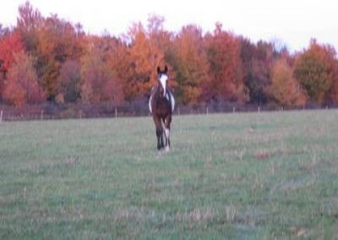 Visit Grays and Bays Farm & Hauling Tail Horse Transportation