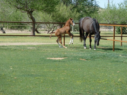 Visit Spirit Dog Ranch, LLC