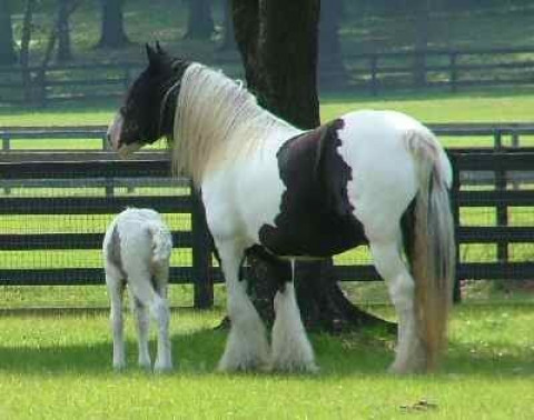 Visit gypsy mare horse boarding stable and donkeys