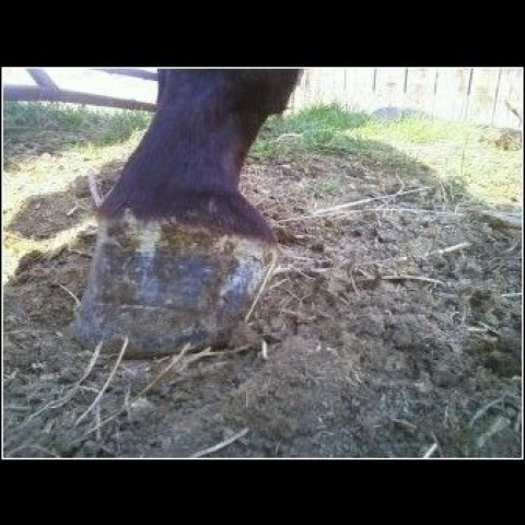 Visit Equi-Move Master Farrier Service