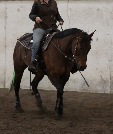 Visit Andrea Huiras - Andrea Equine Services