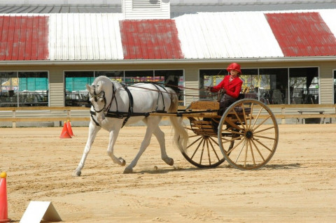 Visit Laurel Oaks Stables