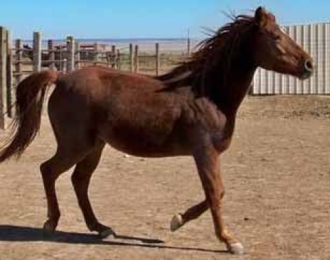 Visit Walkin' N' Circles Ranch/NM Horse Rescue