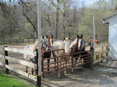Visit Country Trail Stables