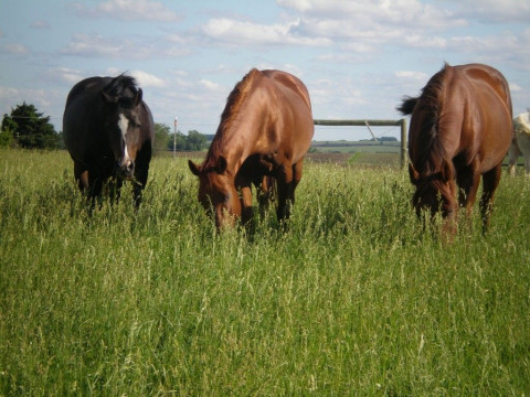 Visit McLaughlin's Hilltop Farm