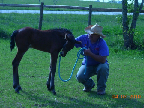 Visit Sugar Shack Equine Transport