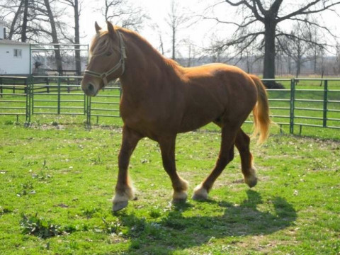 Visit Valley Oaks Farm, LLC