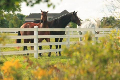 Visit RAMM Horse Fencing and Stalls