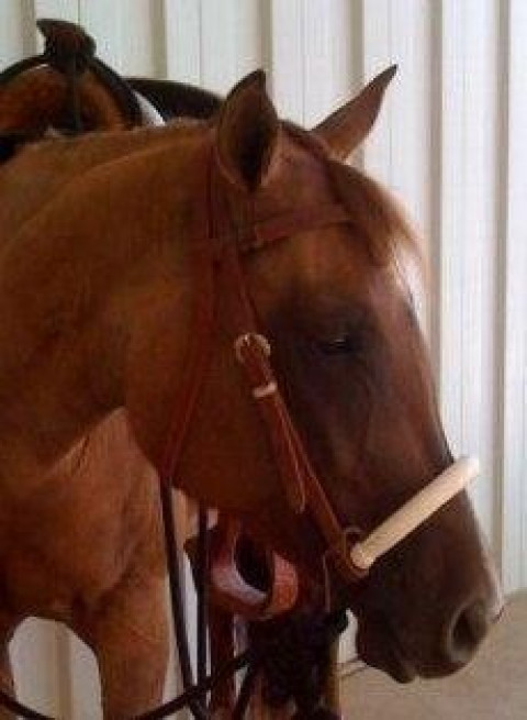 Visit Wedlake Performance Horses